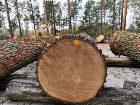 XIV Submisja Drewna Szczególnego w Regionalnej Dyrekcji Lasów Państwowych w Zielonej Górze
