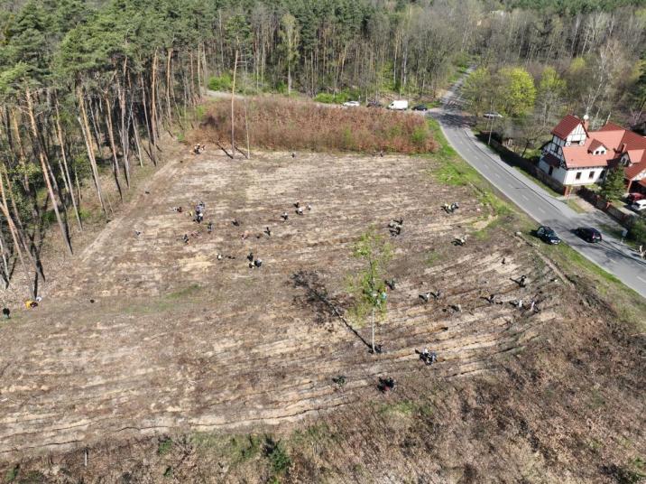 Wspólne sadzenie lasu z lotu ptaka (Fot. B. Magdziarz)